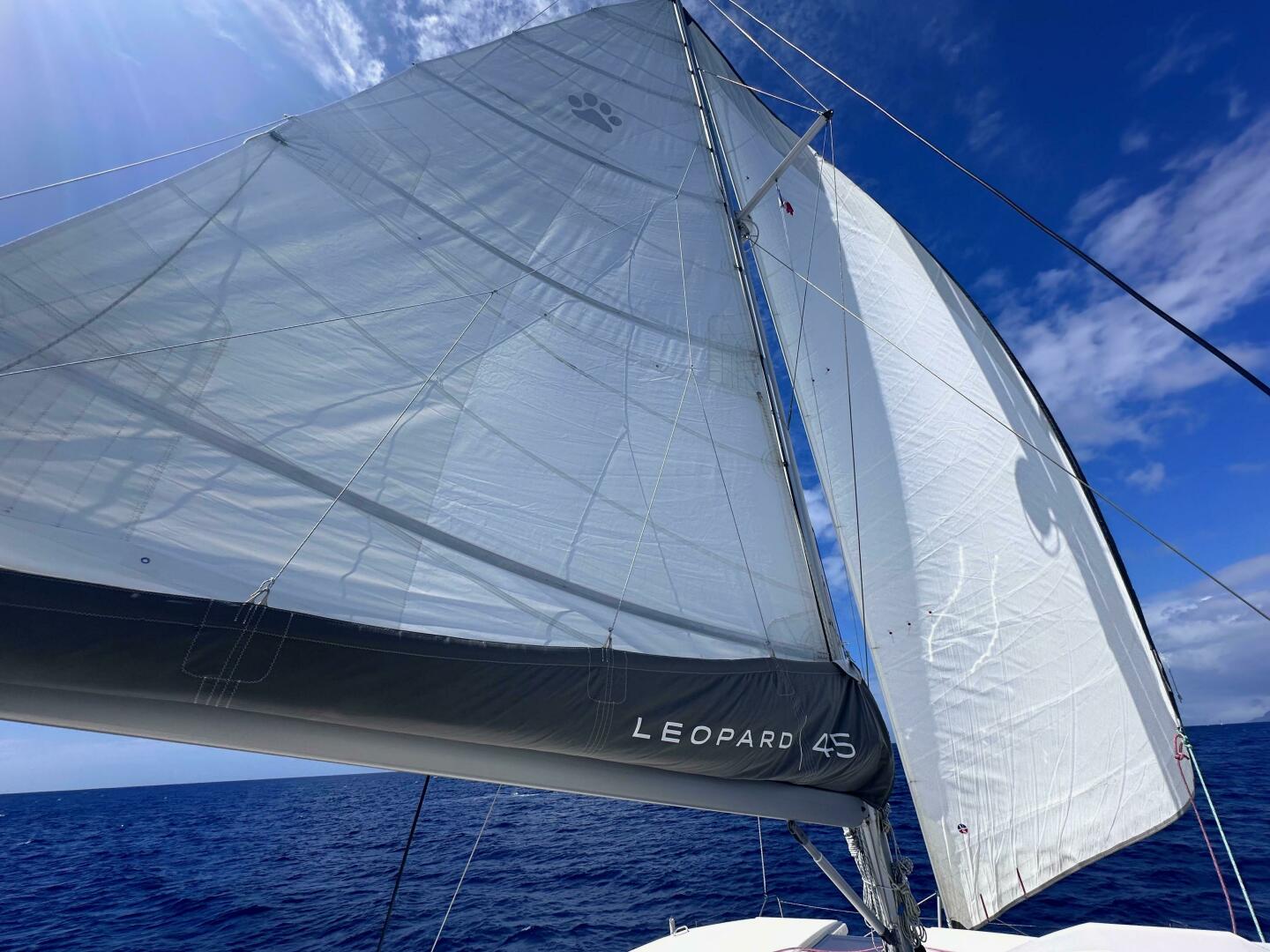 Slide: The Image of Leopard 45 2021 - 4826457