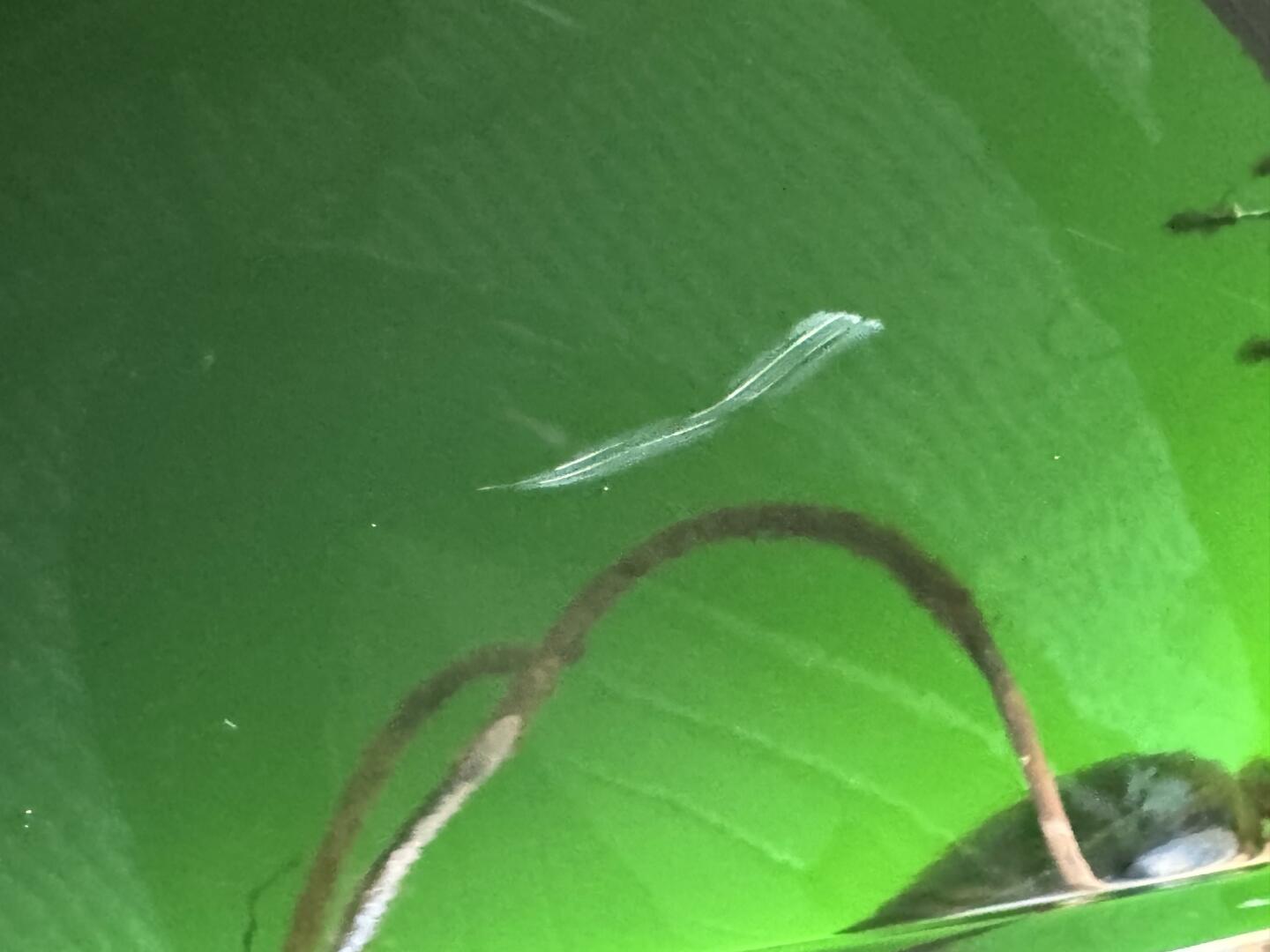 Slide: The Image of Sea Ray 200 Select with Wakeboard Tower and Trailer 2005 - 5346269