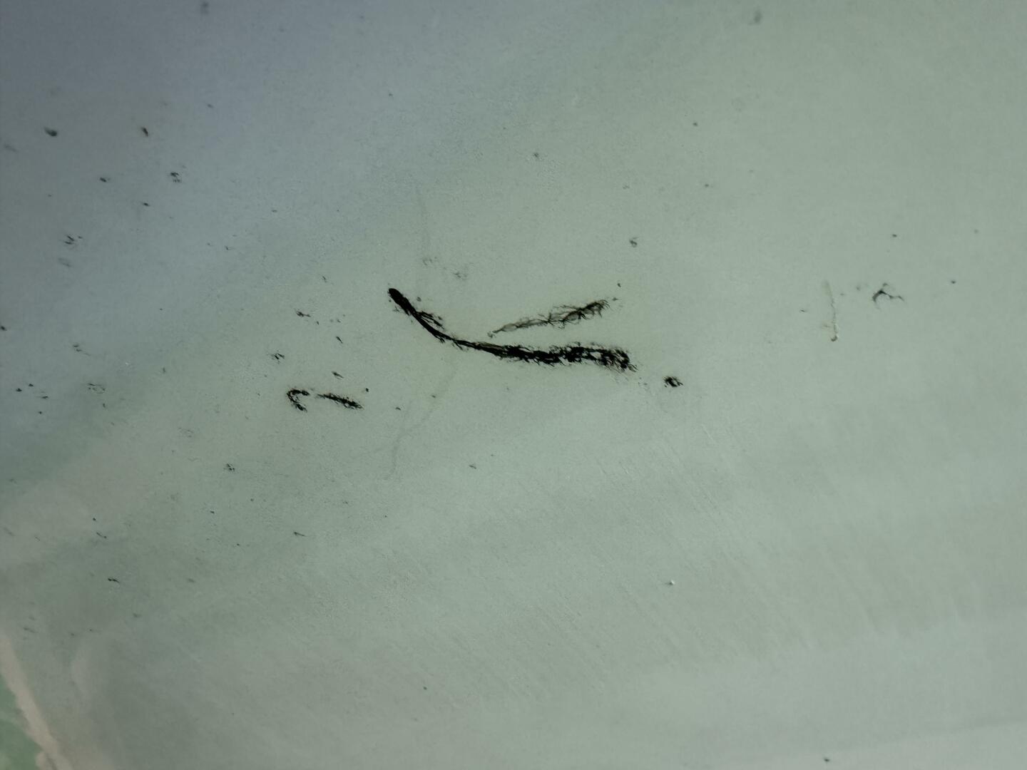 Slide: The Image of Sea Ray 200 Select with Wakeboard Tower and Trailer 2005 - 5346282